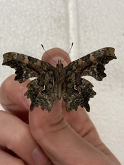 Polygonia