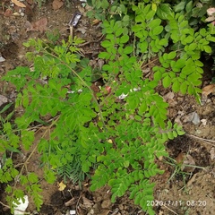 Moringa oleifera