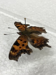 Polygonia