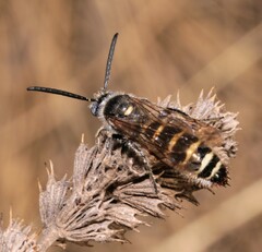 Colpa quinquecincta