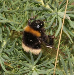 Bombus