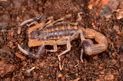 Uroplectes triangulifer