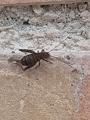 Arachnocephalus vestitus