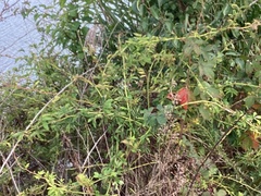 Rose rosette emaravirus