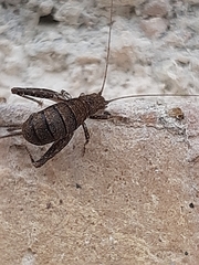 Arachnocephalus vestitus