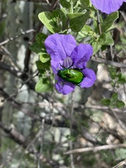 Calomacraspis splendens