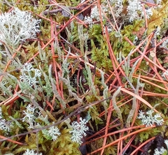 Cladonia maxima