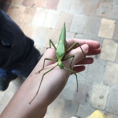 Podacanthus viridiroseus