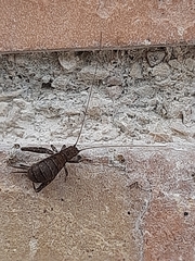 Arachnocephalus vestitus