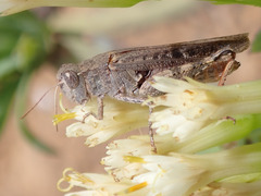 Calliptamus plebeius