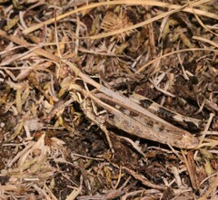 Dociostaurus brevicollis