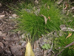 Isolepis cernua