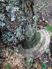 Phellinus nigricans