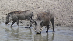 Phacochoerus africanus massaicus