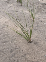 Ammophila breviligulata