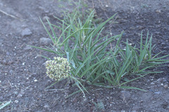 Asclepias asperula