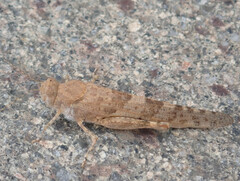 Sphingonotus rubescens