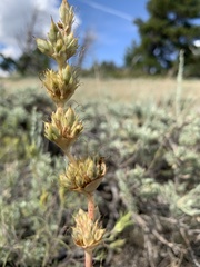 Penstemon cyathophorus