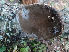 Phellinus nigricans