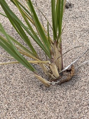 Ammophila breviligulata