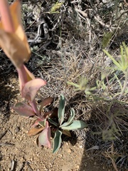 Penstemon cyathophorus