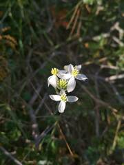 Thalictrum tuberosum