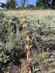 Penstemon cyathophorus