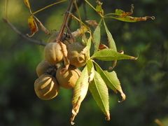 Aesculus glabra arguta