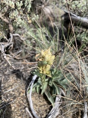 Penstemon cyathophorus