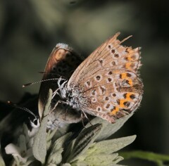 Plebejus argus