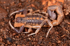 Uroplectes triangulifer