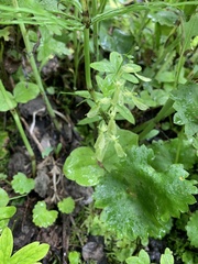 Neottia convallarioides