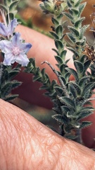 Lobostemon echioides