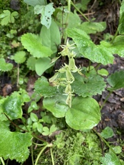 Neottia convallarioides