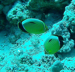 Chaetodon austriacus