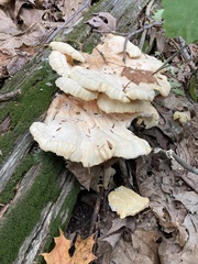 Laetiporus sulphureus