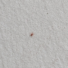 Trombidiformes