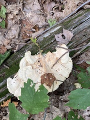 Laetiporus sulphureus