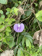 Centrosema virginianum