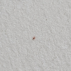Trombidiformes