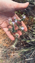 Lobostemon echioides
