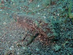 Paraploactis kagoshimensis