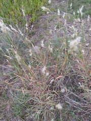 Bothriochloa laguroides