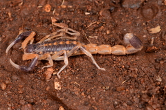 Uroplectes triangulifer