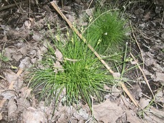 Isolepis cernua