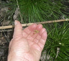 Isolepis cernua