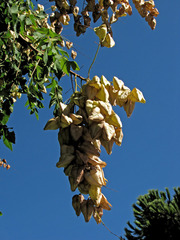Koelreuteria paniculata