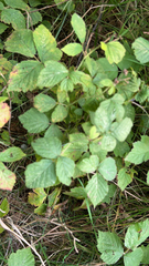 Rubus caesius
