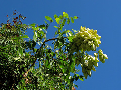 Koelreuteria paniculata