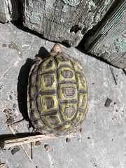 Homopus areolatus